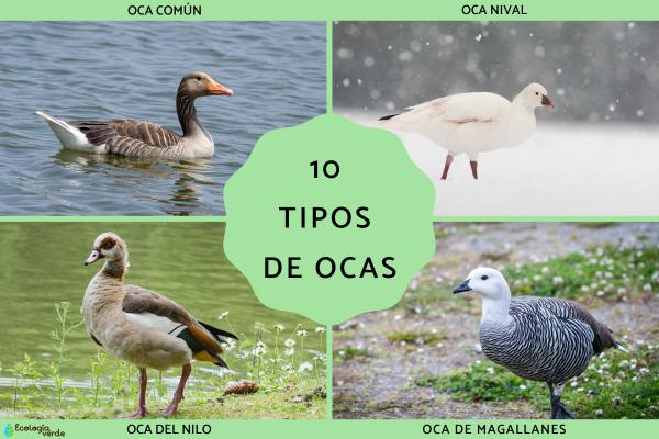 Types of Geese: Top 10 Goose Breeds Around the World (with Pictures)