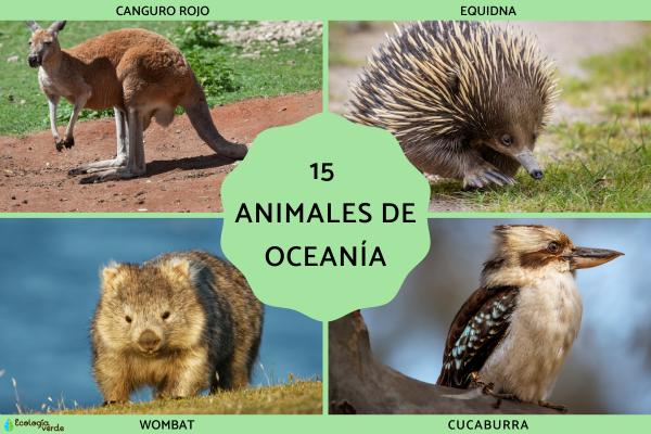 Explore 15 Unique Animals from Oceania: Species, Features & Distribution