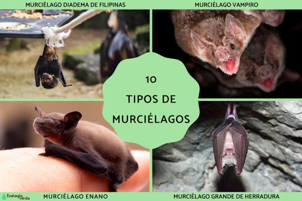 Bat Species Around the World: Names, Images, and Key Features