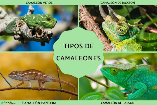Chameleon Species: 8 Most Fascinating Types Explained with Images