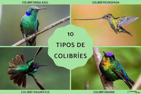 10 Stunning Hummingbird Species: Types, Photos & Facts