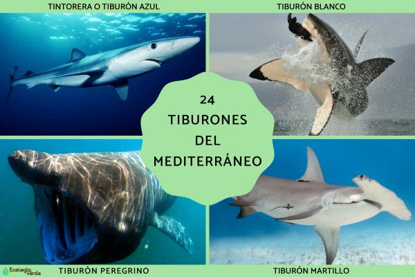 Complete Guide to Mediterranean Sharks: 24 Common Species, Photos & Key Features