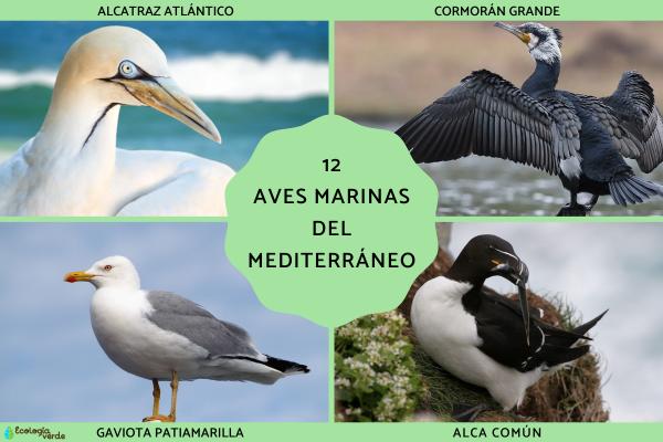 Mediterranean Seabirds Guide: 12 Iconic Species with Pictures & Features