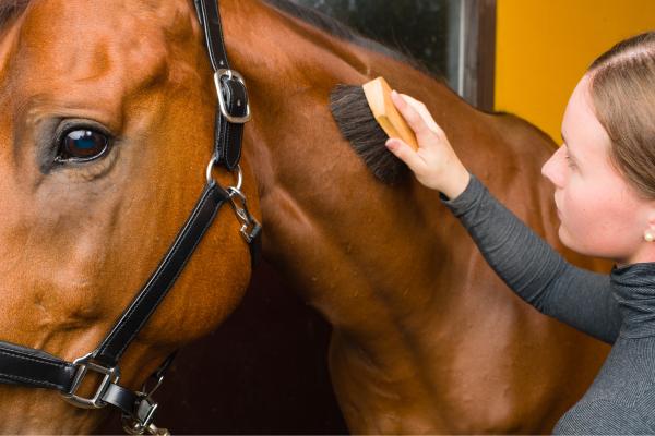How to Become a Horse Caretaker