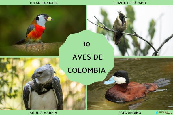 Colombia Bird Diversity: Top 10 Must-See Colombian Bird Species