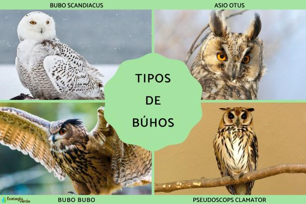 Owl Species Guide: Families, Subfamilies & Popular Owl Types