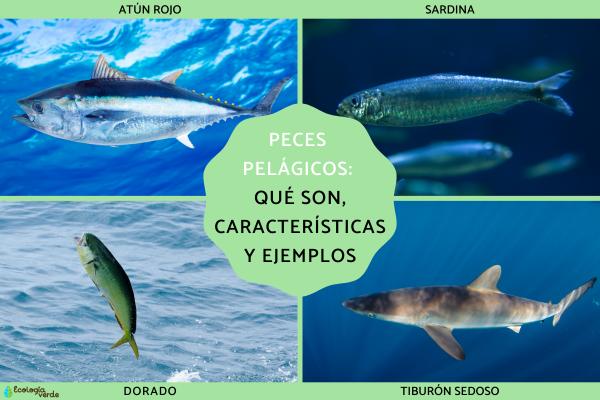 What Are Pelagic Fish? Key Features & Top 10 Important Pelagic Fish Species (with Photos)