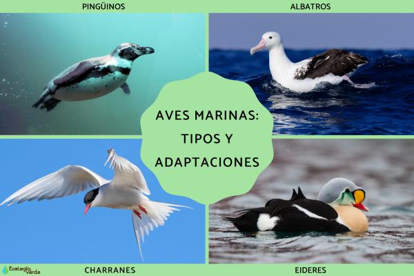 Seabirds Explained: Species List, Characteristics & Marine Adaptations