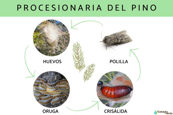 Pine Processionary Caterpillar: Season, Distribution, Life Cycle & Control Strategies