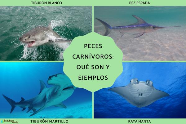 Carnivorous Fish: Definition, Features & Famous Examples