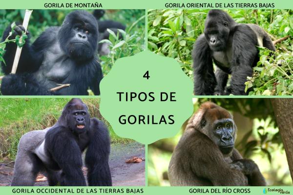 What Are the Different Types of Gorillas? Discover All 4 in Detail!