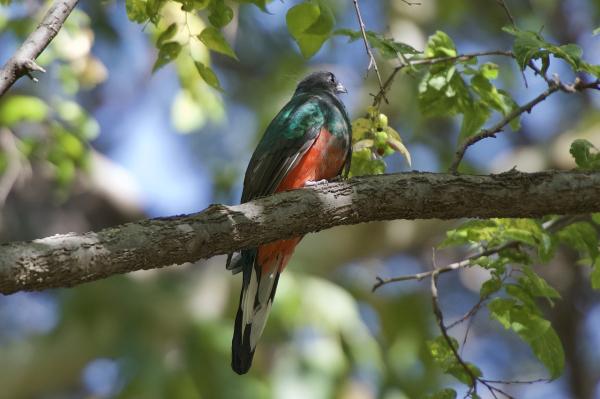 Aves de México - Quetzal mexicano