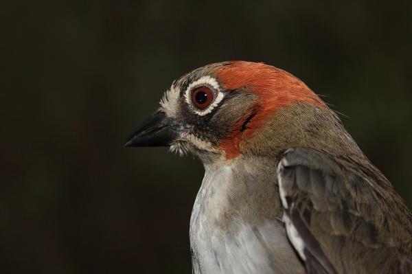 Aves de México - Rascadorcito coronirrufo