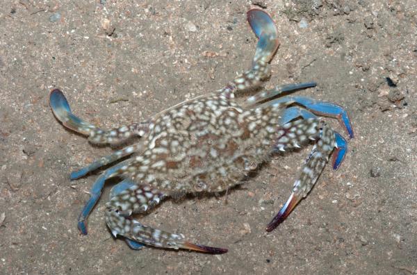 螃蟹种类 - 蓝梭子蟹（Portunus pelagicus）