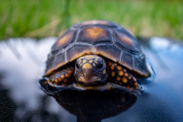 Reptiles de Colombia - Tortuga Morrocoy