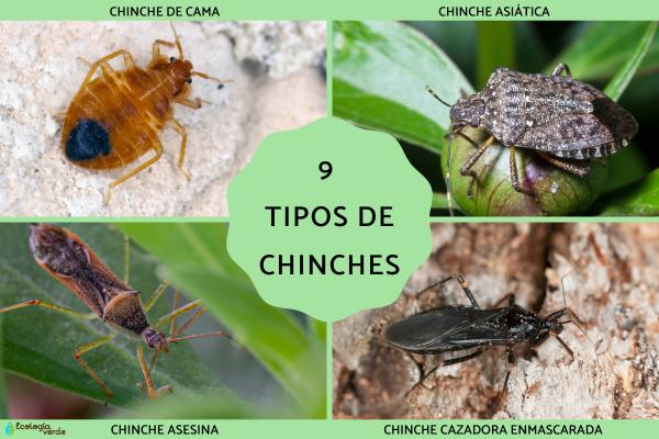 9 Common Types of bedbug (Chinches): Identification, Habitats, and Pest Control