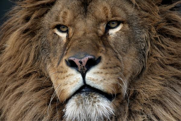 狮子的种类 - 北方狮 (Panthera leo leo)