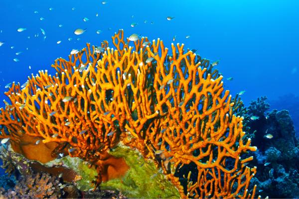 Coral de fuego: qué es y picadura