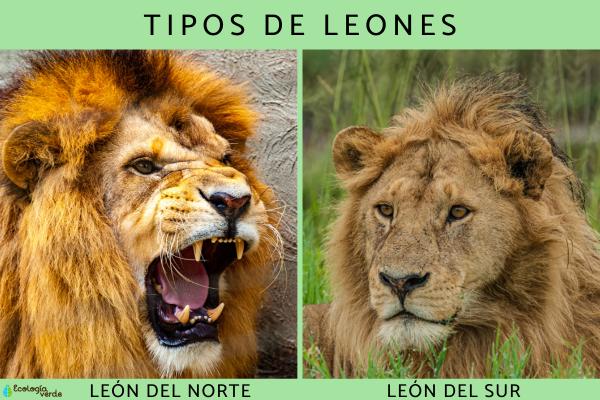 Types of Lions: Northern and Southern Lions and Their Subspecies Explained