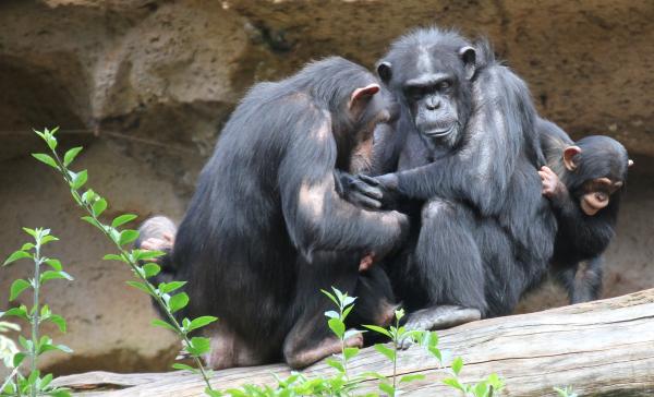 Por qué el chimpancé está en peligro de extinción - Cómo podemos ayudar a los chimpancés en peligro de extinción