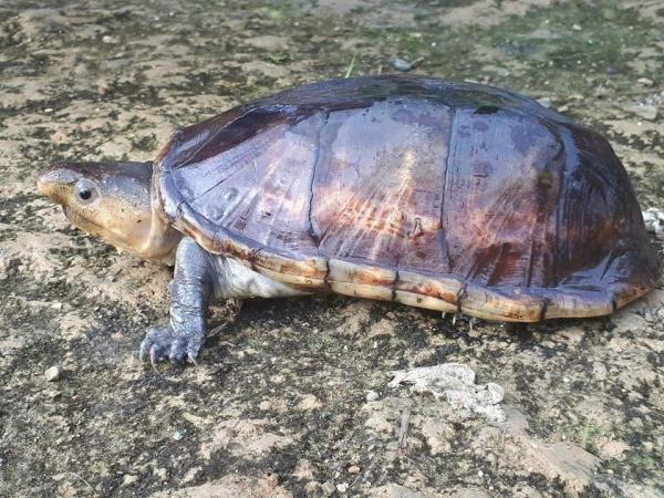 Reptiles de Colombia - Tortuga de ciénaga colombiana