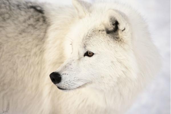 Tipos de lobos - Lobo siberiano (Canis lupus albus)