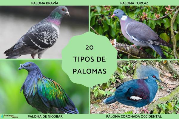 20 Famous Types of Pigeons: Names, Photos, Habitats & Conservation Insights