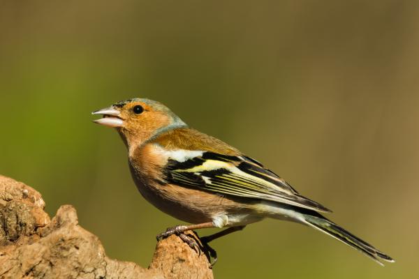 Aves paseriformes: qué son y ejemplos - Qué son las aves paseriformes