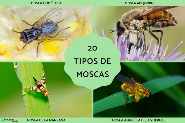 20 Common and Unusual Types of Flies (With Images)｜Fly Species Identification Guide