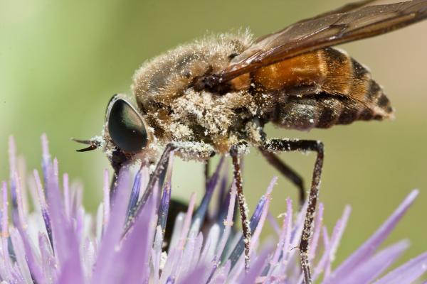 Tipos de moscas - Mosca abejorro (Bombylius major)