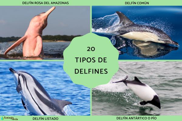 20 Types of Dolphins: Comprehensive Guide to River and Marine Dolphins