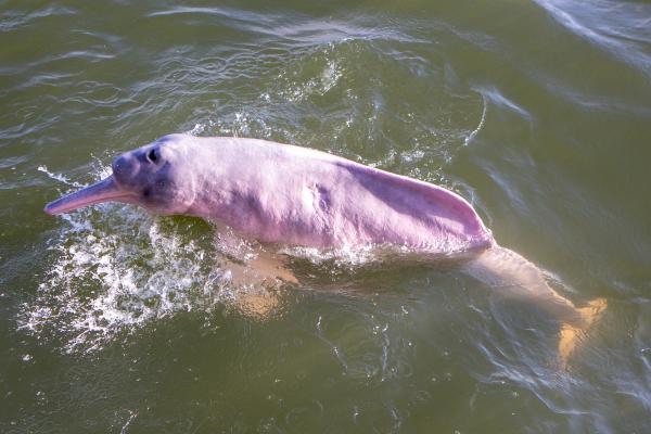 Delfín rosado del Amazonas en peligro de extinción