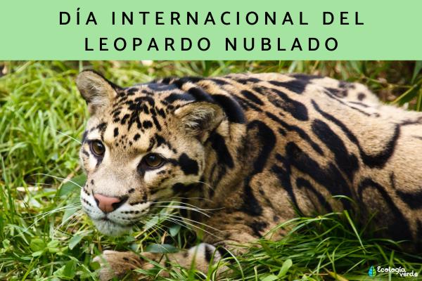 International Clouded Leopard Day: Why Clouded Leopards Are Endangered and How to Help Protect Them