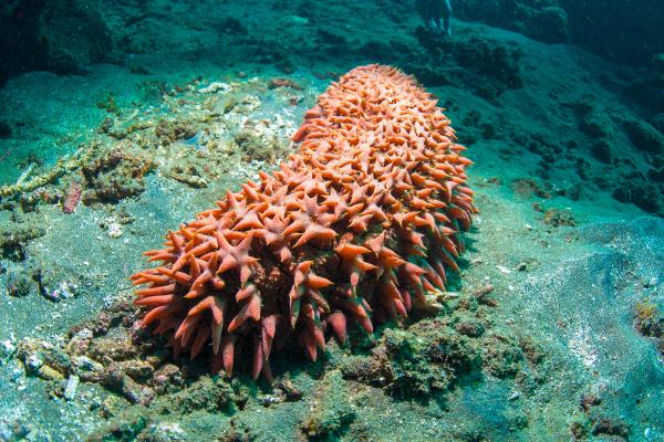 Sea cucumbers: what they are, characteristics and reproduction