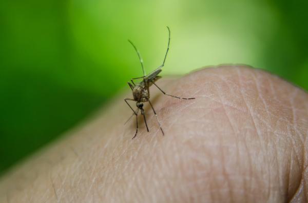 Tipos de mosquitos - Mosquito de la malaria (Anopheles quadrimaculatus)
