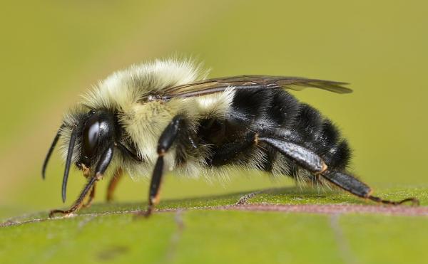 Tipos de abejorros - Abejorro oriental común (Bombus impatiens)