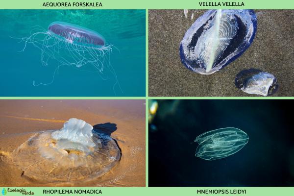 Medusas del Mediterráneo - Otras especies de medusas del Mediterráneo 