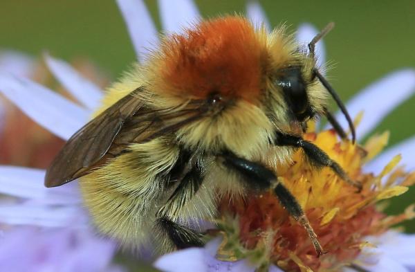 Tipos de abejorros - Abejorro cardador del musgo (Bombus muscorum)