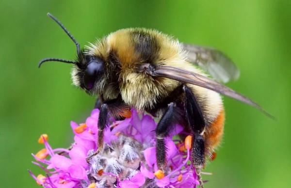 Tipos de abejorros - Abejorro medio negro (Bombus vagans)
