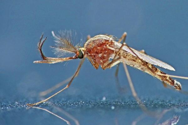 Tipos de mosquitos - Mosquito doméstico común (Culex pipiens)
