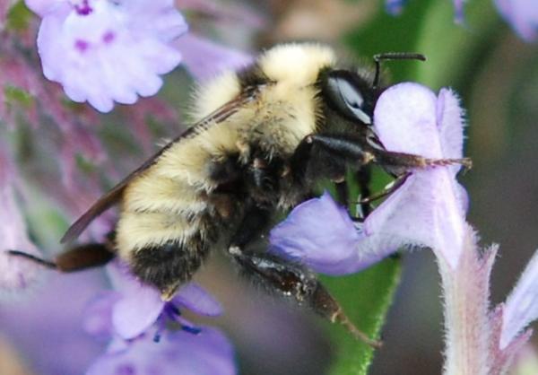 Tipos de abejorros - Abejorro amarillo (Bombus fervidus)