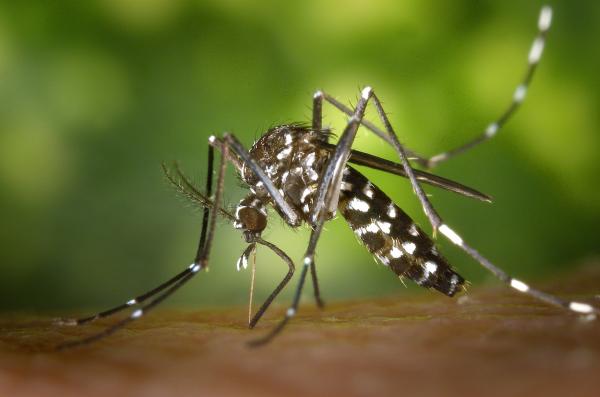 Tipos de mosquitos - Mosquito tigre (Aedes albopictus)