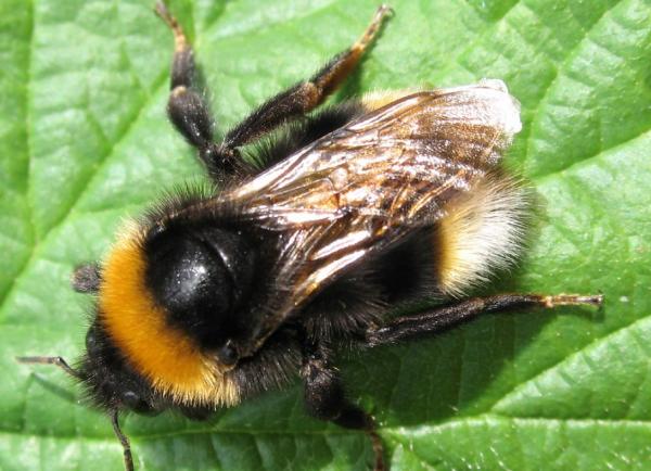 Tipos de abejorros - Abejorro cuco gitano (Bombus bohemicus)