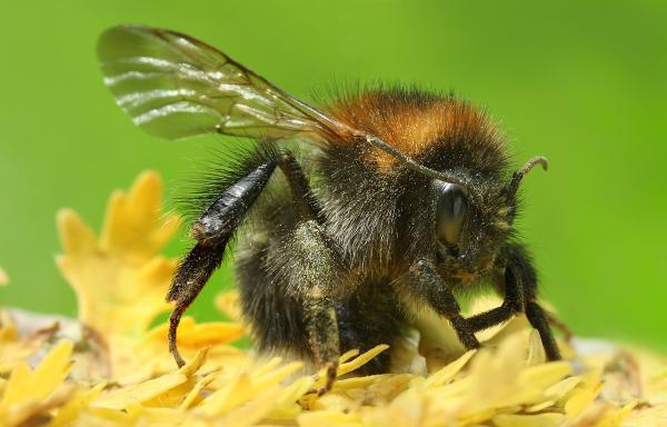 Tipos de abejorros - Abejorro cardador común (Bombus pascuorum)