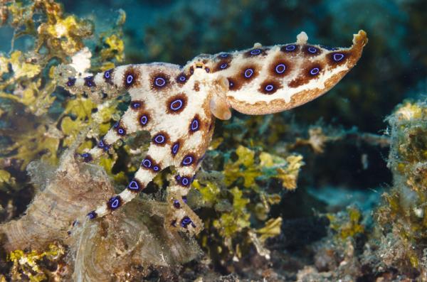 Pulpos venenosos - Pulpo de anillos azules (Hapalochlaena sp.)