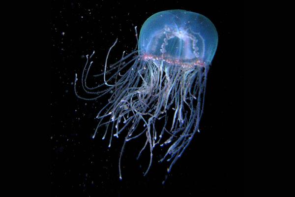 Medusas del Mediterráneo - Medusa cigarra (Olindias phosphorica)