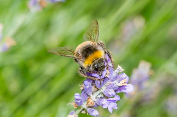 Tipos de abejorros - Abejorro grande de jardín (Bombus ruderatus)