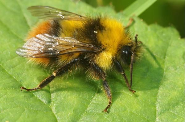 Tipos de abejorros - Abejorro cuco de campo (Bombus campestris)