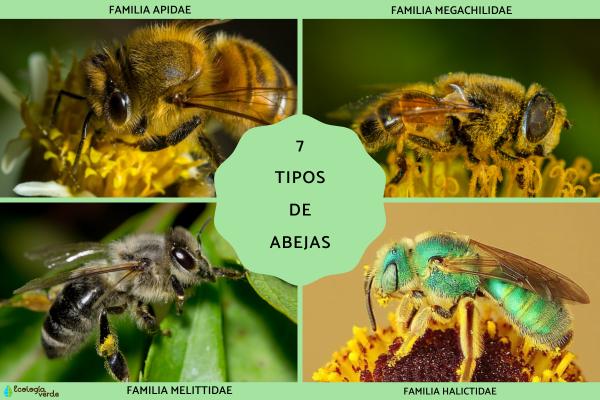Comprehensive Guide to Bee Types and Names | Major Bee Families and Their Key Characteristics