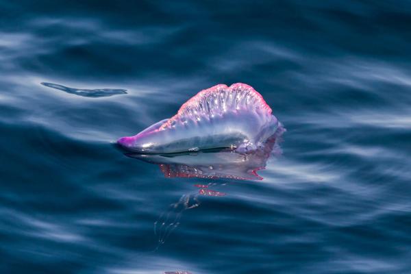 Medusas del Mediterráneo - Carabela o fragata portuguesa (Physalia physalis)